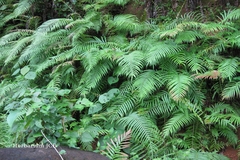 Blechnum orientale